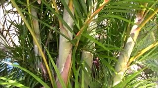 Areca Palm Stump and ReCLUMP the Clump The Secret to Success  Part 1 [upl. by Richart754]