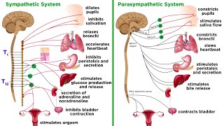 The Autonomic Nervous System Sympathetic and Parasympathetic Divisions [upl. by Jesse]