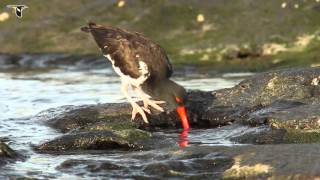 An American Oystercatcher foraging [upl. by Hersh947]