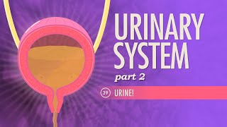 Urinary System Part 2 Crash Course Anatomy amp Physiology 39 [upl. by Enirrok925]