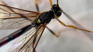 Giant Ichneumon Wasps [upl. by Leuams]