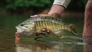 FLY FISHING for BIG River SMALLMOUTH  EPIC Bass Fishing [upl. by Auqenwahs]