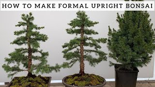 Making Formal Upright Bonsai from Alberta Spruce [upl. by Ruthi]