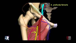 Untere Extremität  Arterien  Oberschenkel  3D [upl. by Rebor]