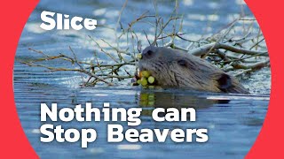 How Do Beavers Build a Dam  SLICE [upl. by Carew132]