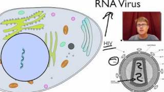 Viral Replication [upl. by Yung]