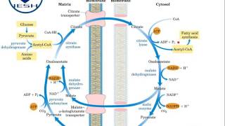 Biosíntesis de ácidos grasos Lipogénesis [upl. by Raybin953]