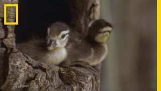 Tiny Ducklings Leap from Tree  National Geographic [upl. by Elehcin]