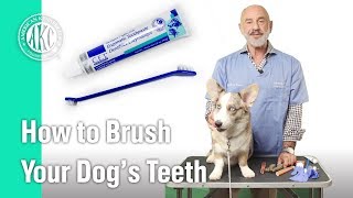 How to Brush your dogs teeth  AKC Vets Corner [upl. by Karleen]