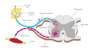 Life Sciences Gr12 The Human Nervous system Part 2 [upl. by Chiang]