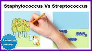 Staphylococcus vs Streptococcus How to differentiate [upl. by Avlis]