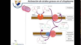 Metabolismo de ácidos grasos [upl. by Ayeki121]