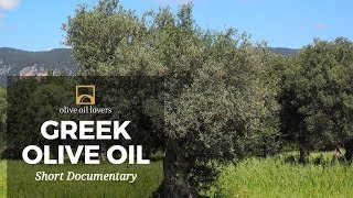 The Art of Making Greek Olive Oil [upl. by Cerracchio]