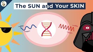 How UV Rays Damage Skin [upl. by Metzgar]