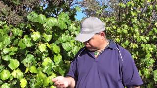 New Zealand Native Plant Kawakawa [upl. by Effie]