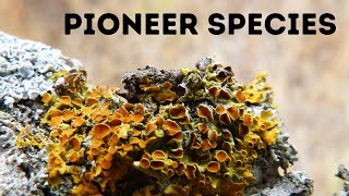 Pioneer speciesStages Primary Succession  Ecology Basics [upl. by Saiff166]