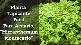 🔵 La Planta Tapizante Más Fácil Para Tu AcuarioMicranthemum Montecarlo Acuarios MB [upl. by Aratas784]