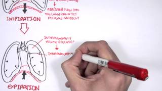 Mechanism of Breathing [upl. by Anilrahc]