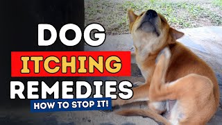 Top 3 Remedies To Stop Dog Itching Fast [upl. by Eerized966]