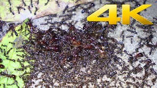 4K  African Army Ants worlds greatest raid [upl. by Anerroc]