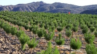 Raising Christmas Trees How A FamilyRun Christmas Tree Farm Grows Its Trees [upl. by Anneliese]