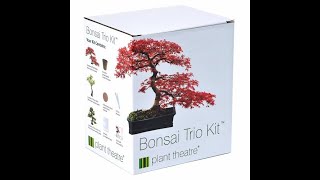 Planting and growing Bonsai Tree Part 1  Bonsai Trio Kit [upl. by Yc]