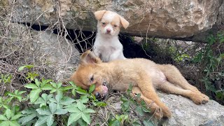 The cry for help of two dogs abandoned by their cruel owner on the side of the road and I saved them [upl. by Narok]