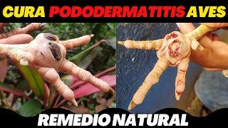 Como Curar la Pododermatitis plantar en aves Gallinas Gallos y Pollos  Remedio Natural [upl. by Cristionna]