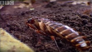 Driver Ants Vs Red Ants  Ant Attack  BBC [upl. by Sontag]