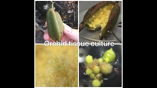 Plant Tissue Culture  Orchid seed pods Cymbidium [upl. by Inez]