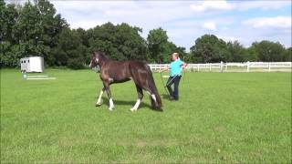 Training a Horse to Lunge Beginning Lunging  direction speed respect ground tieing [upl. by Eseilenna]