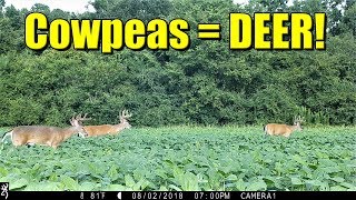 Cowpeas For Deer Update With Deer Pics amp Video [upl. by Aisinut]