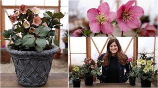 Hellebore Care Guide  Garden Answer [upl. by Adiaroz]