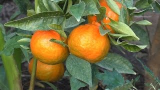 How to Grow Dancy Mandarin Tangerines [upl. by Elynad]