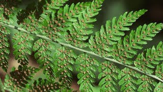 spiny wood fern  Dryopteris expansa Identification and characteristics [upl. by Derby]