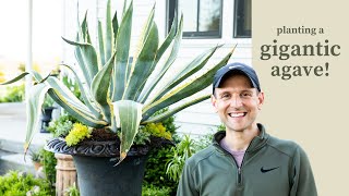 Planting a Gigantic Agave [upl. by Alfons]