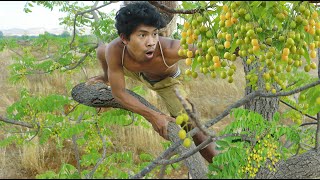 Rich Fruits Azadirachta indica [upl. by Perrin]