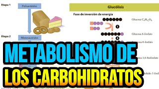 Metabolismo de los carbohidratos [upl. by Eidorb71]