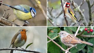 UK Garden Bird Identification Guide  Bird Names and Songs [upl. by Leora]