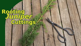 Rooting Juniper Cuttings [upl. by Anica936]