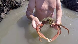 Extreme low tide foraging with Craig Evans [upl. by Mirella]