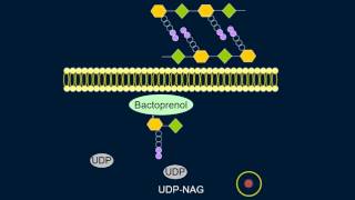 Cell Wall Synthesis [upl. by Jezabelle484]