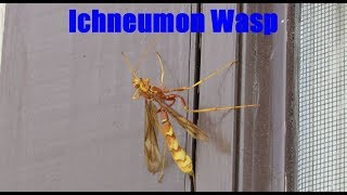 Ichneumon Wasp Facts and Footage  Ichneumonidae [upl. by Augustin]