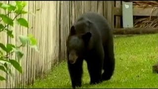 Brutal Bear Attack in Florida [upl. by Yarrum]