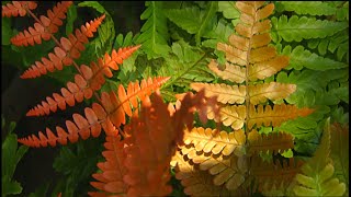 Great Garden Ferns  Volunteer Gardener [upl. by Haff]