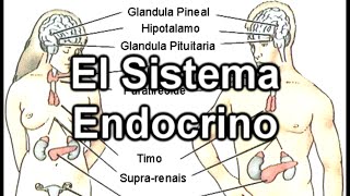 El Sistema Endocrino  Documental de Biología [upl. by Zachar]