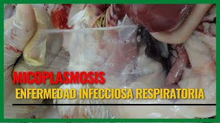 MYCOPLASMA ENFERMEDAD INFECCIOSA RESPIRATORIA [upl. by Wonacott]