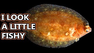 Flounder Flatfish Facts the ONESIDED FISH 🐟 Animal Fact Files [upl. by Illom]