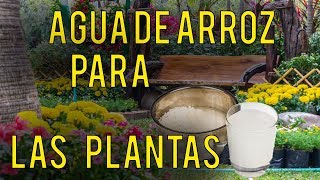 Agua de Arroz Para las Plantas  te SORPRENDERÁS de los Resultados 🥀 [upl. by Yalc291]