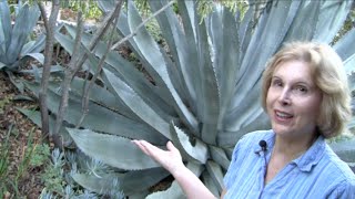 What You MUST Know About Century Plants Agave americana [upl. by Danna]